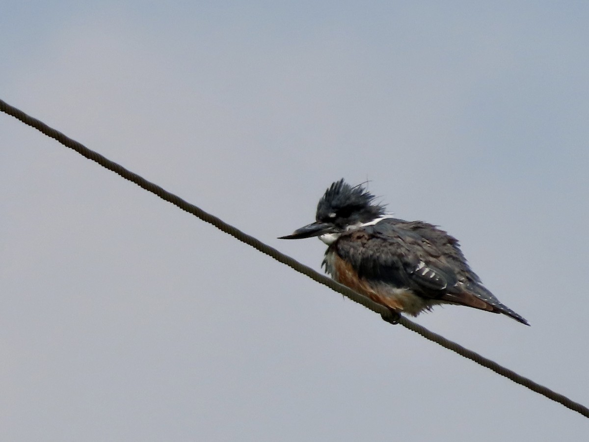 Belted Kingfisher - ML358617321