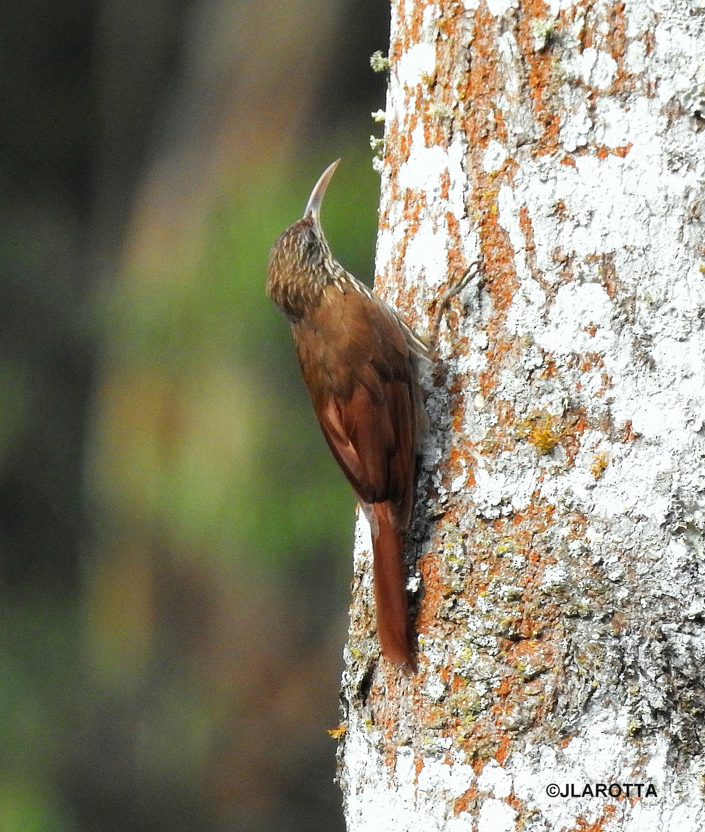 Streak-headed Woodcreeper - ML358617581