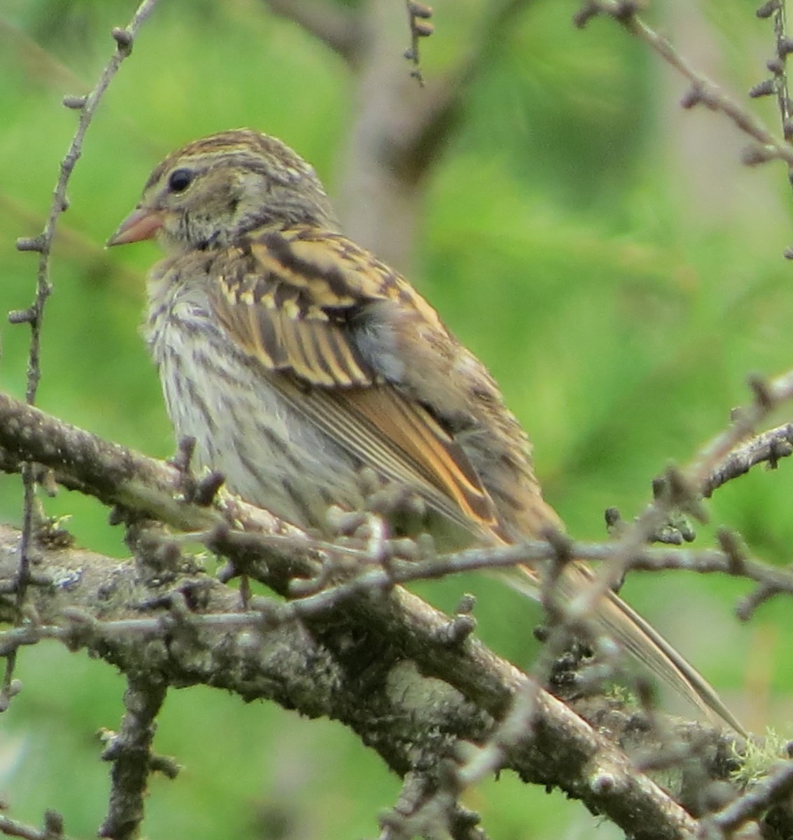 Spizella sp./American Tree Sparrow - ML358617951
