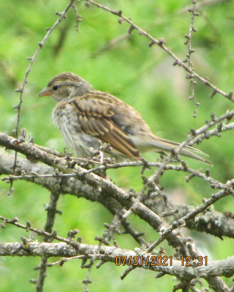 Spizella sp./American Tree Sparrow - ML358618101