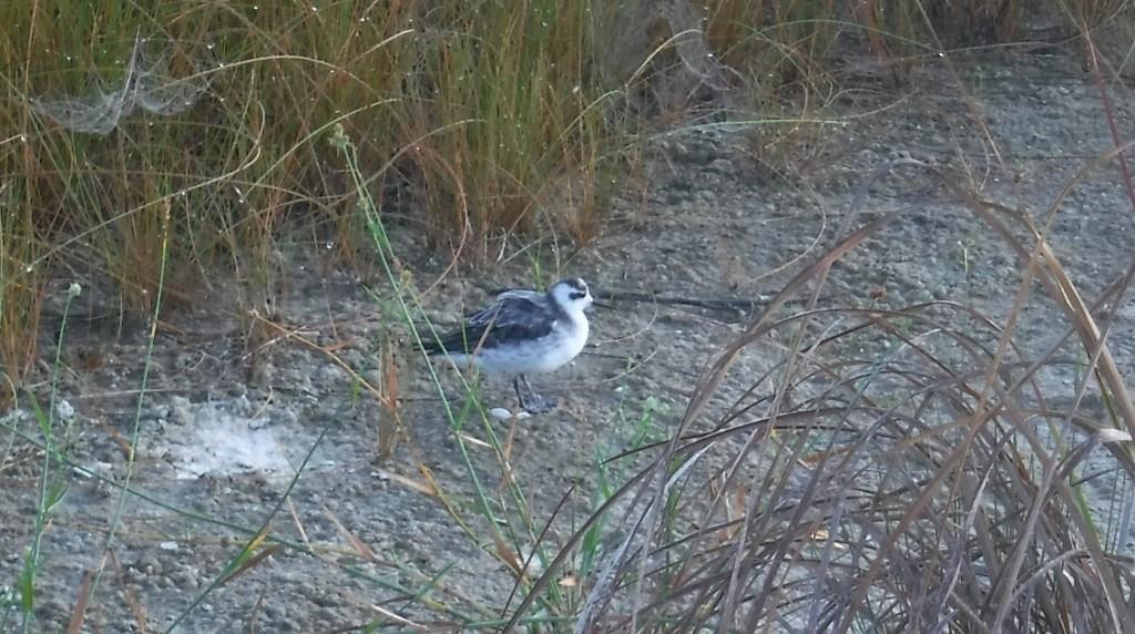 Red-necked Phalarope - ML35861811