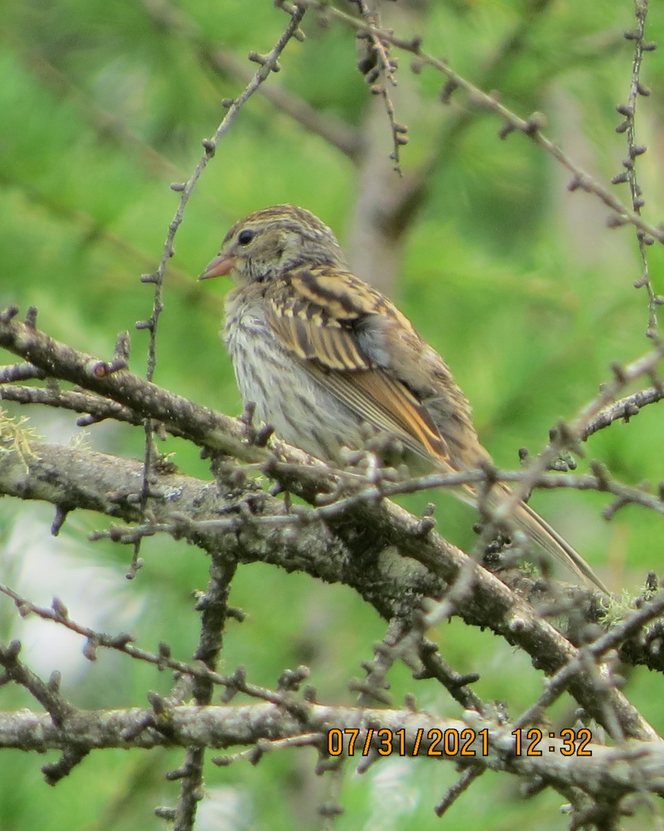 Spizella sp./American Tree Sparrow - ML358618131