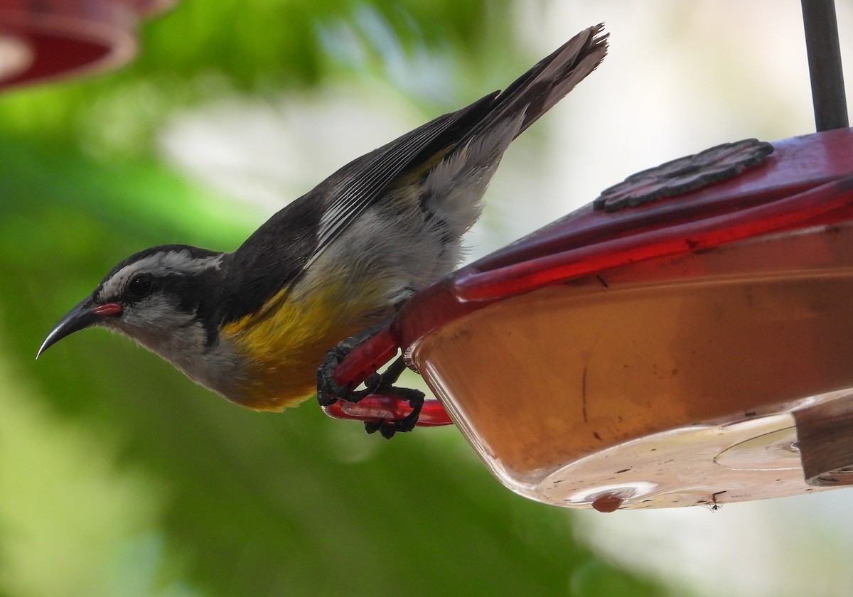 Bananaquit - ML358618951