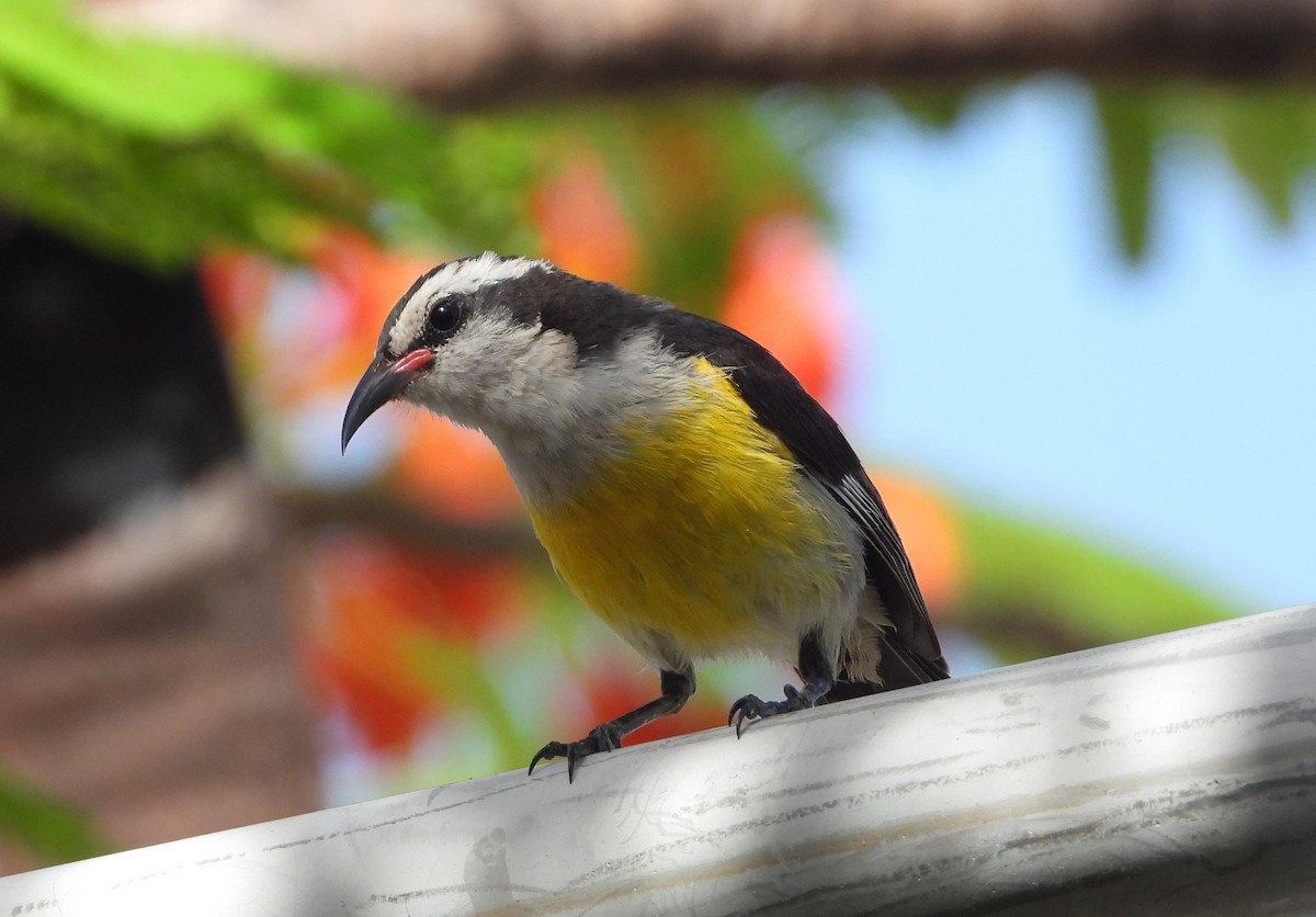 Bananaquit - ML358619021