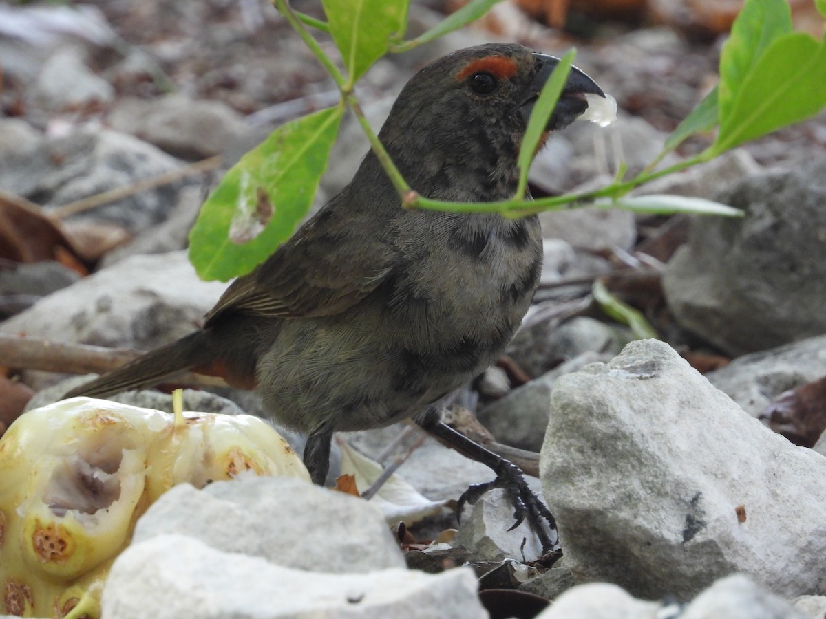 Greater Antillean Bullfinch - Pam Rasmussen