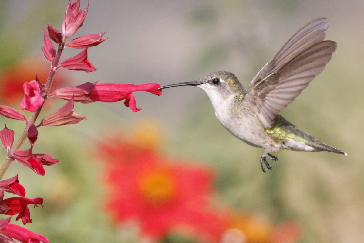 Ruby-throated Hummingbird - Scott Ray