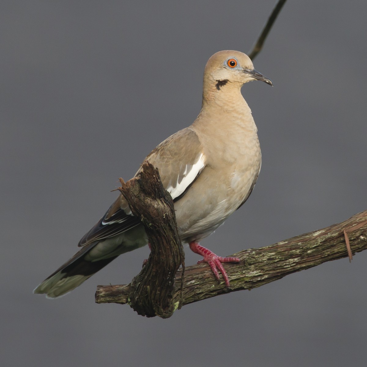 White-winged Dove - ML358621631