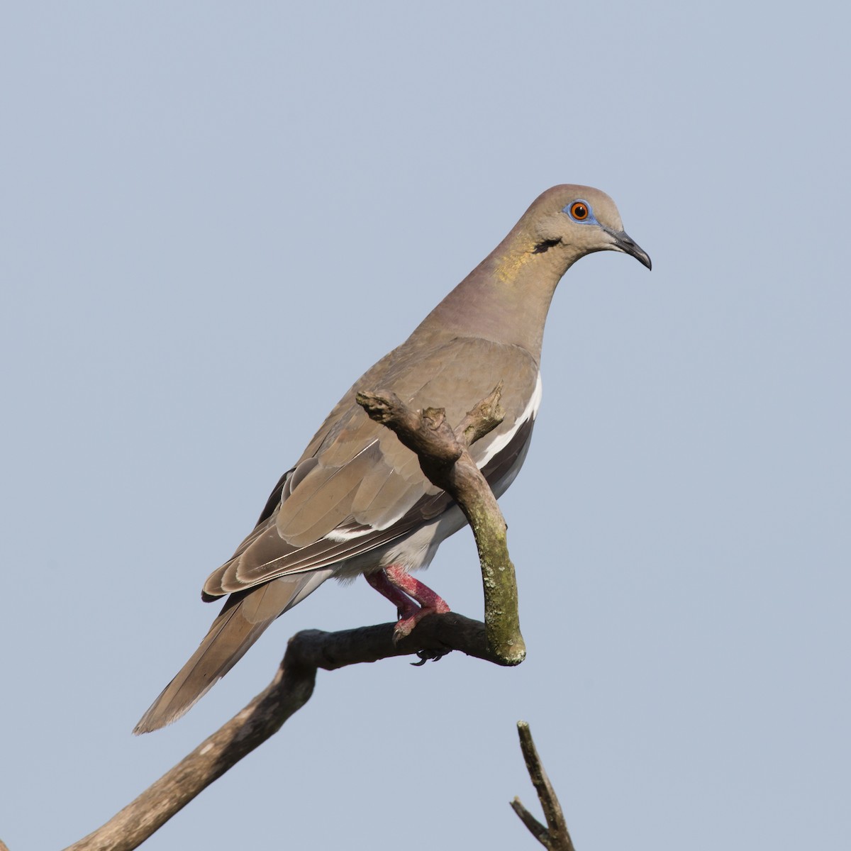 White-winged Dove - ML358621811