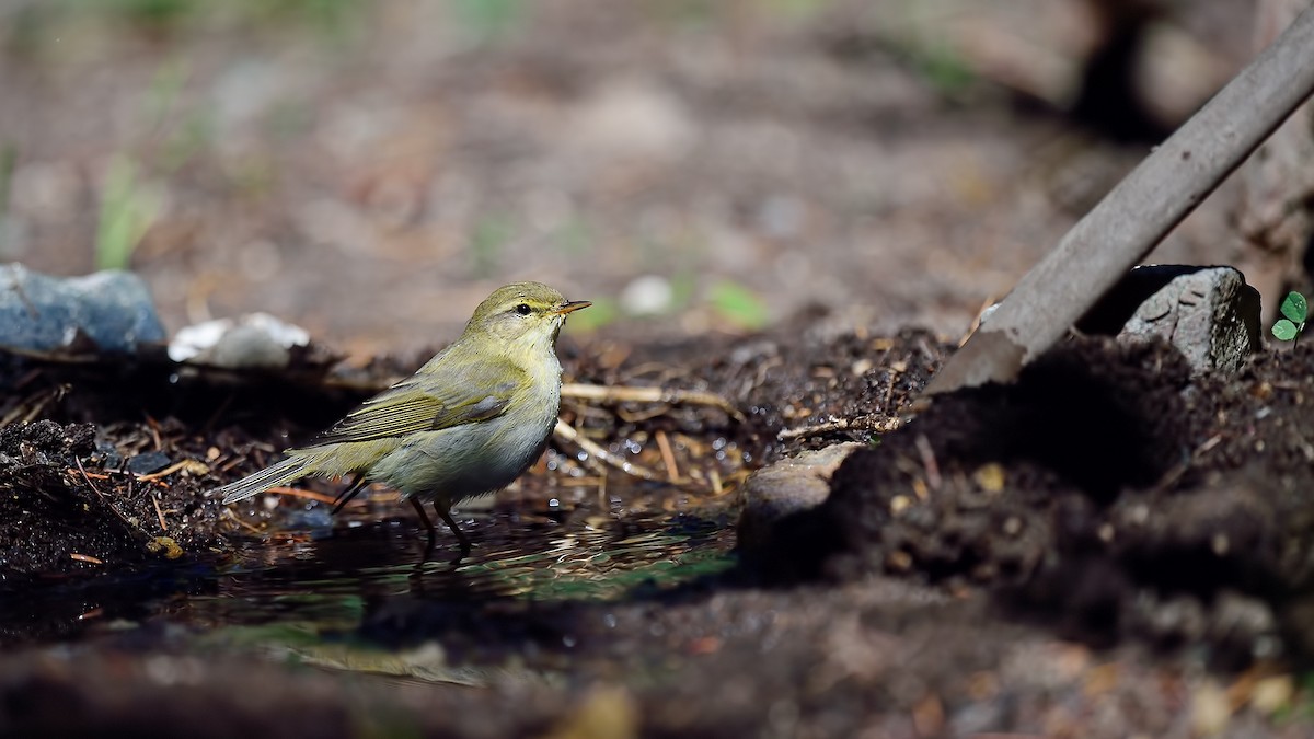 Willow Warbler - Ferit Başbuğ