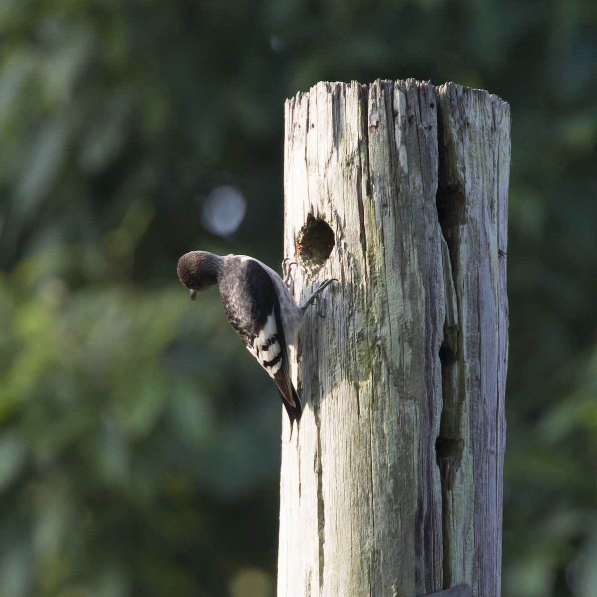 Red-headed Woodpecker - ML358622171