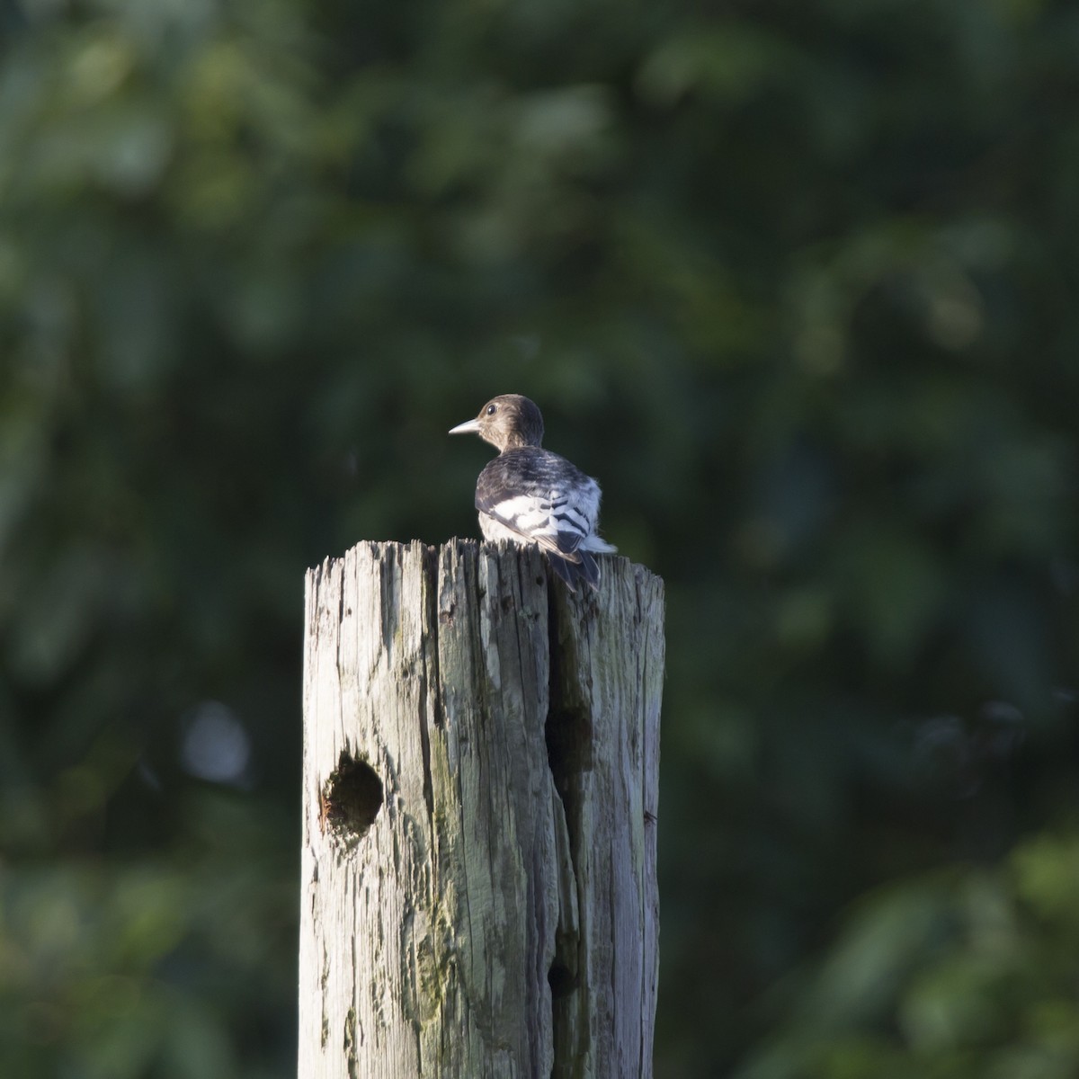 Red-headed Woodpecker - ML358622311