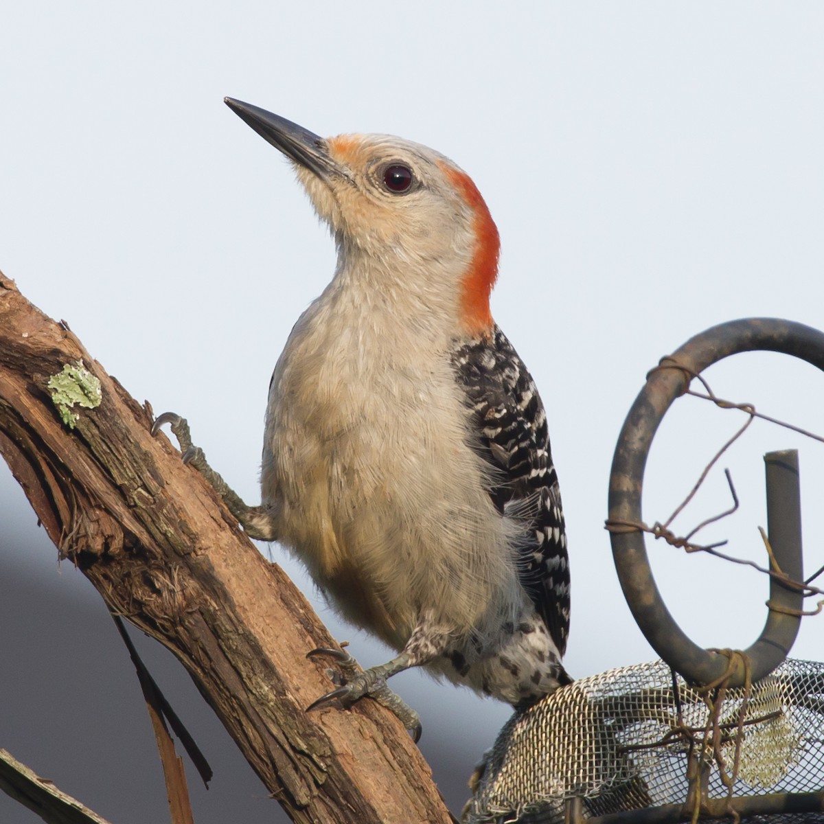 Red-bellied Woodpecker - Donna Sliman