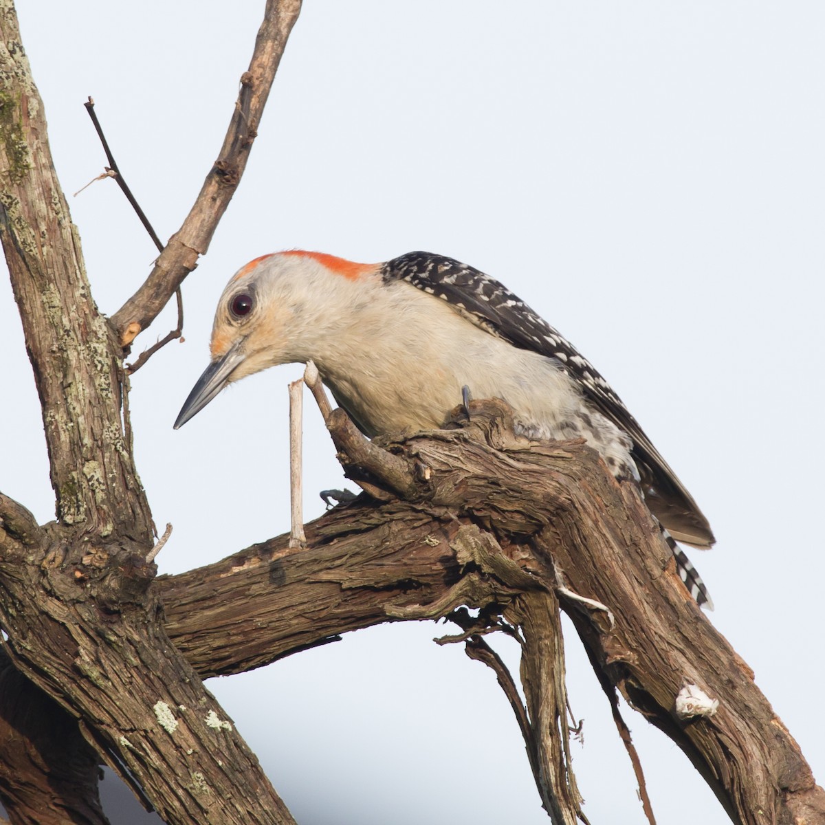 Red-bellied Woodpecker - Donna Sliman