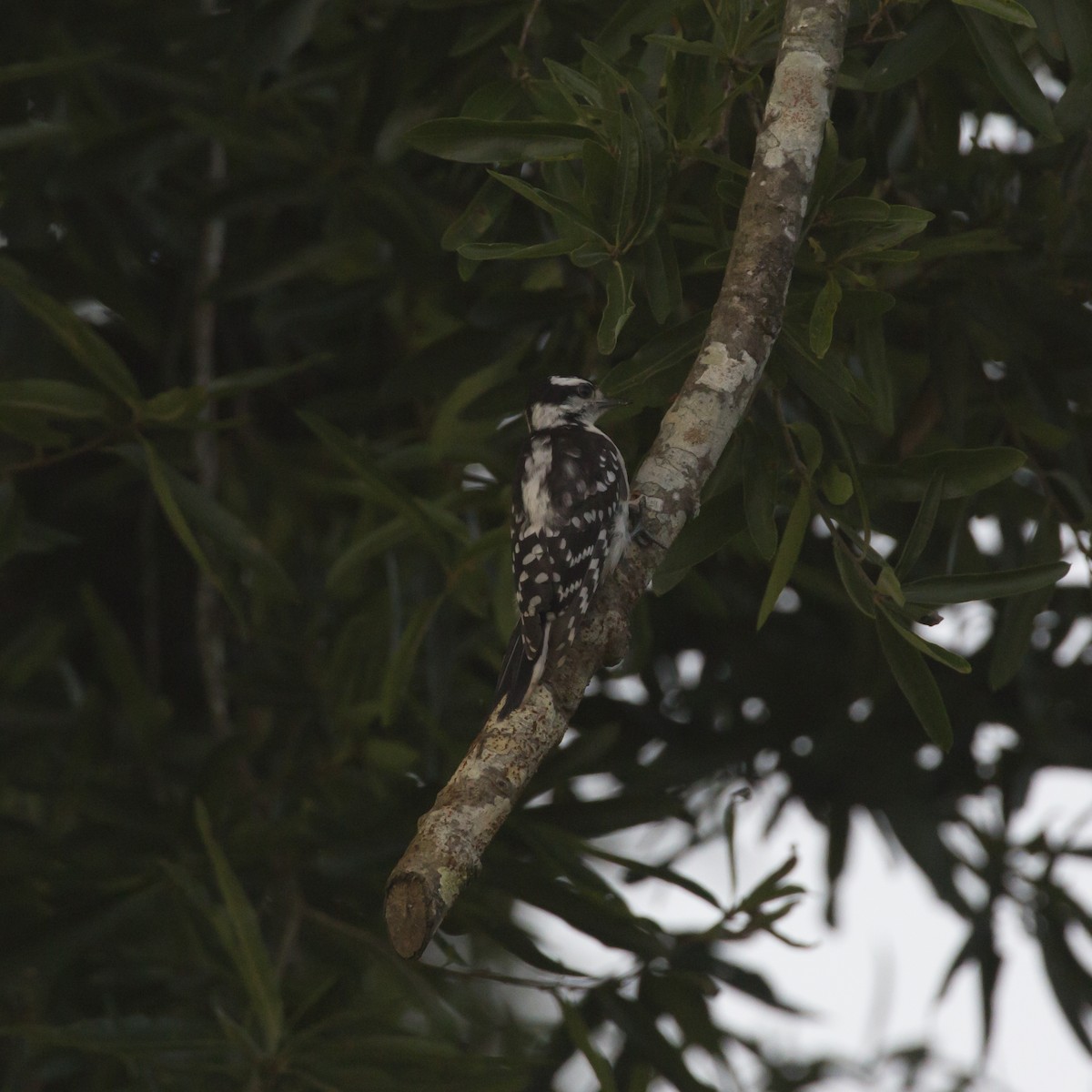 Downy Woodpecker - ML358622841