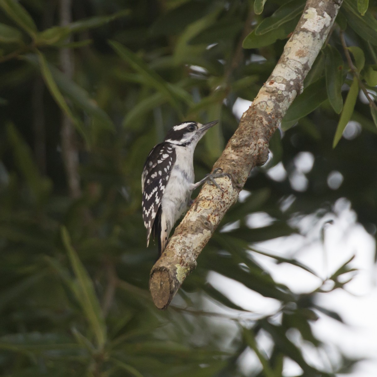 Downy Woodpecker - ML358622931