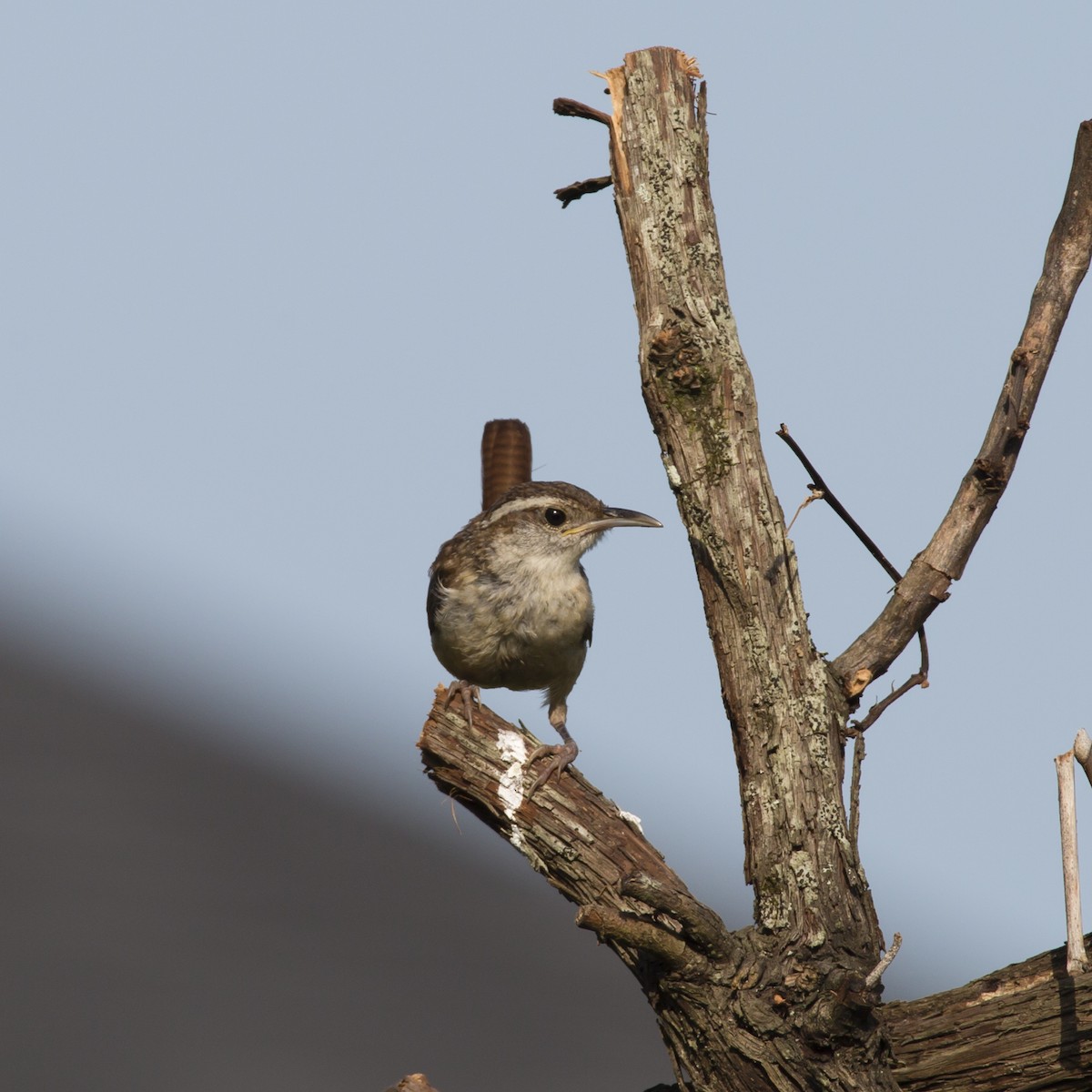 Carolina Wren - ML358623031