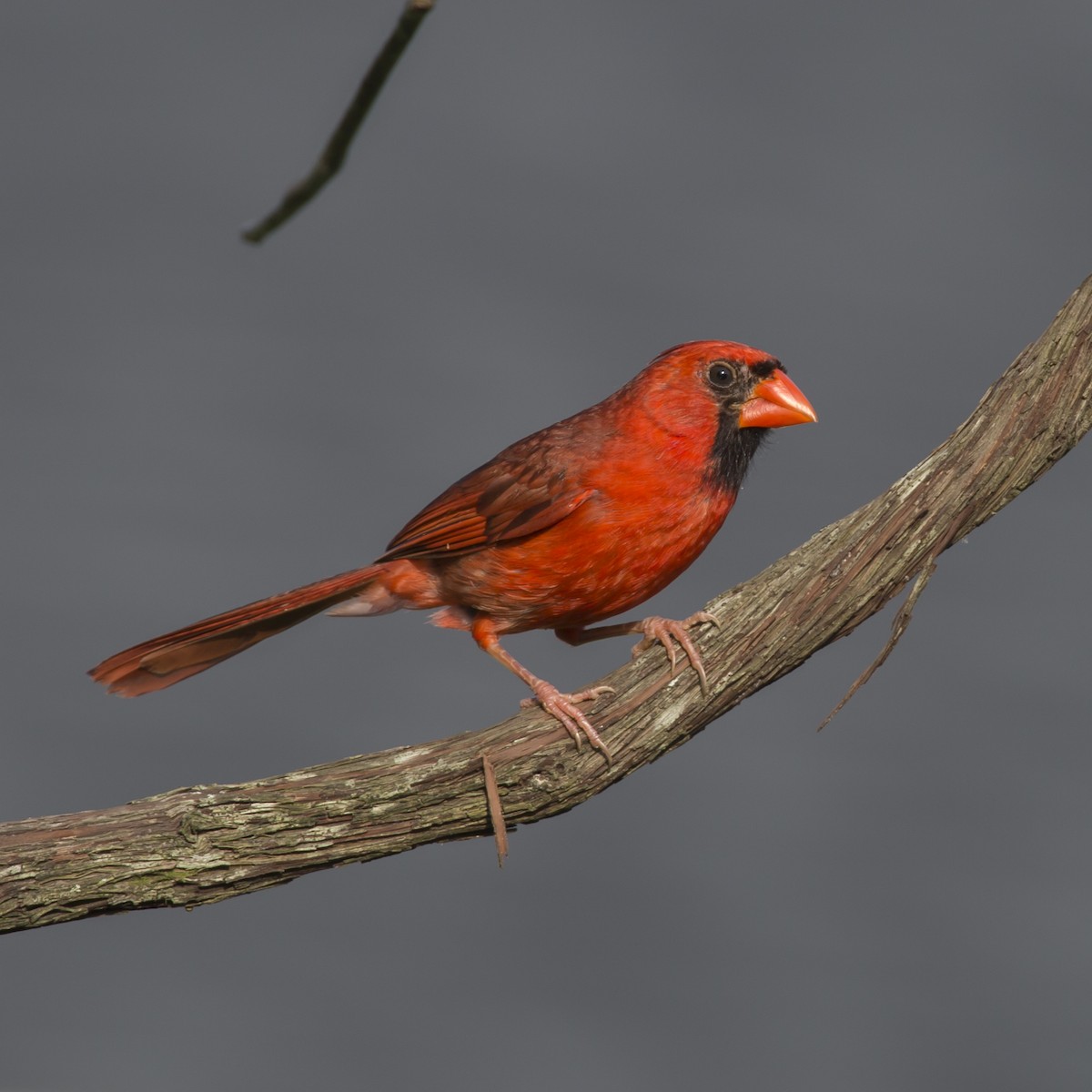 Northern Cardinal - ML358623951