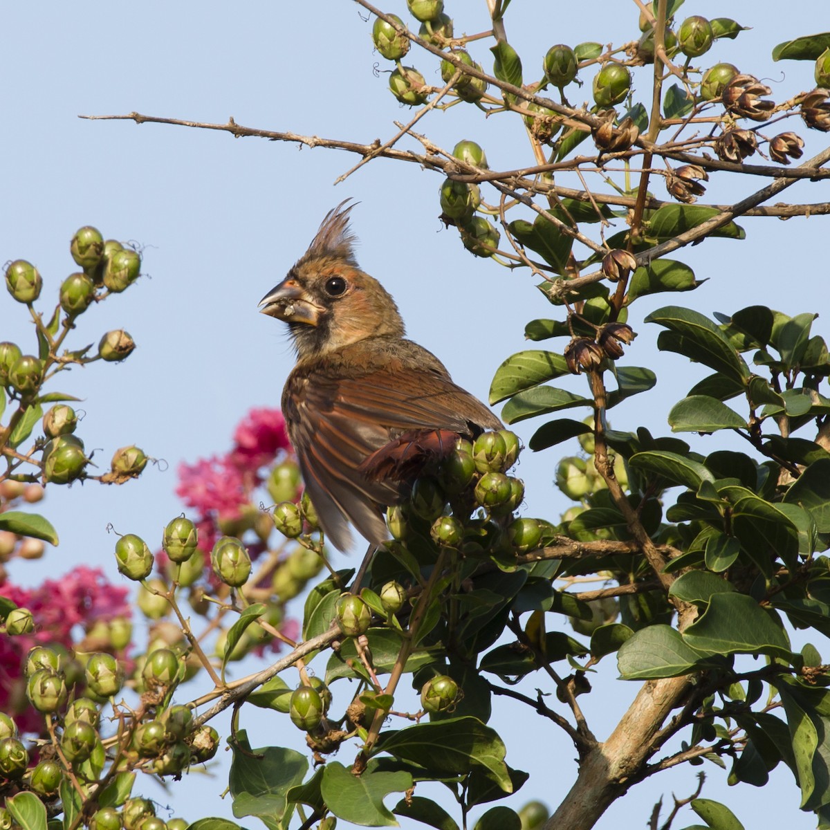 Northern Cardinal - ML358624081