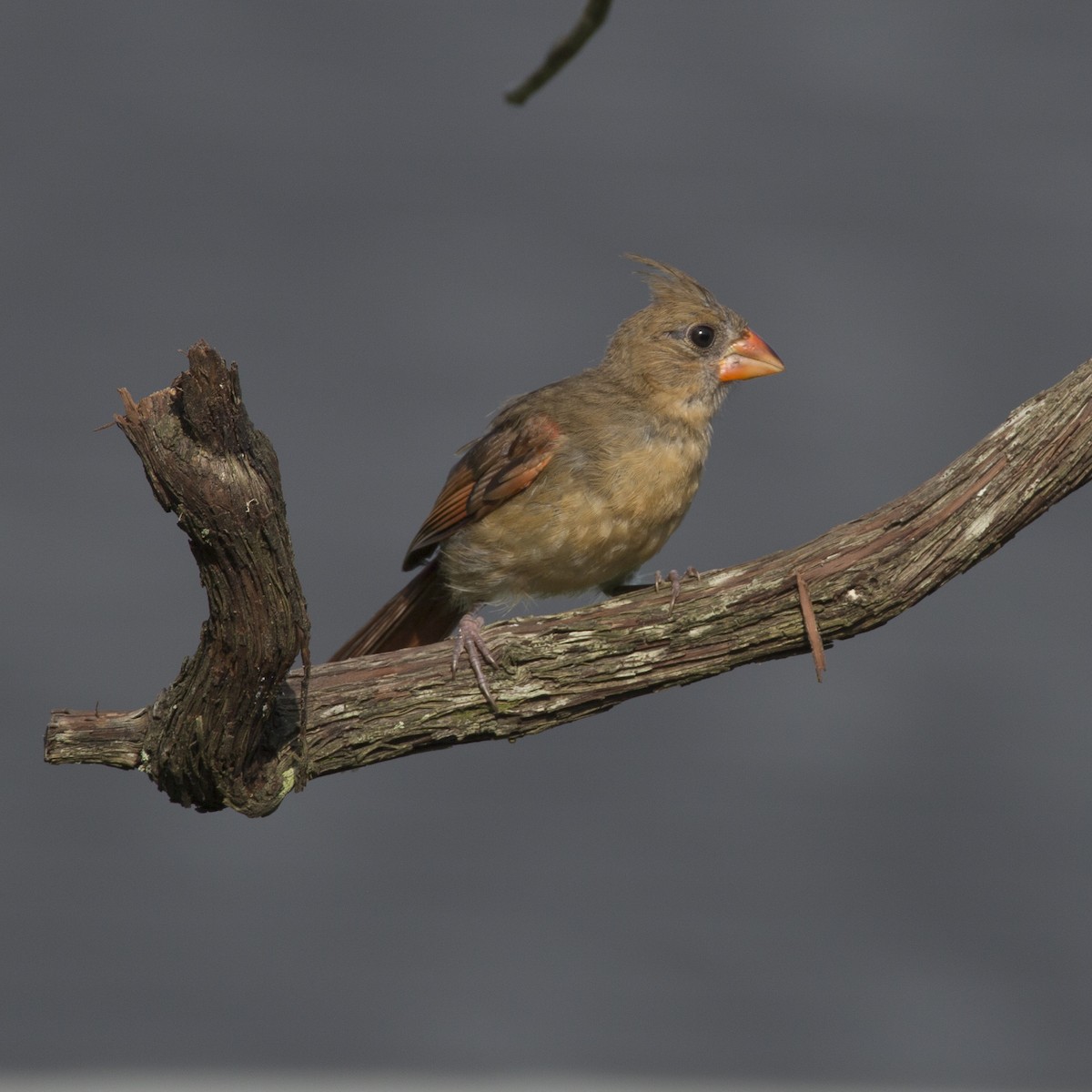 Northern Cardinal - ML358624261