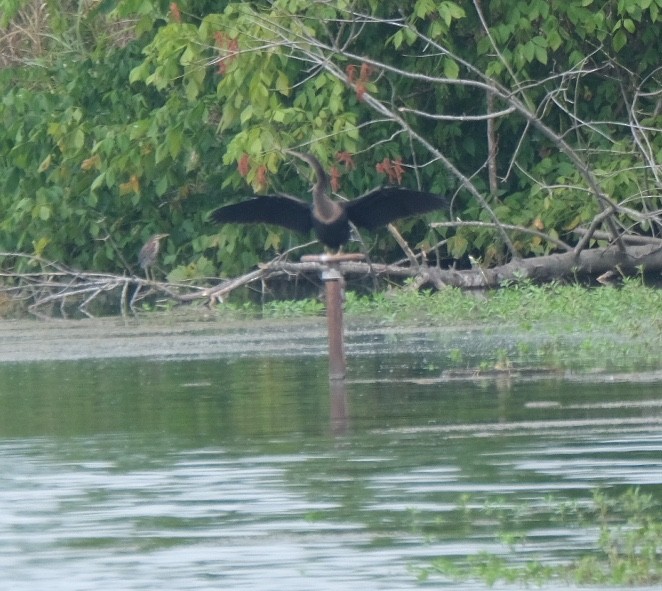 Anhinga - ML358625211