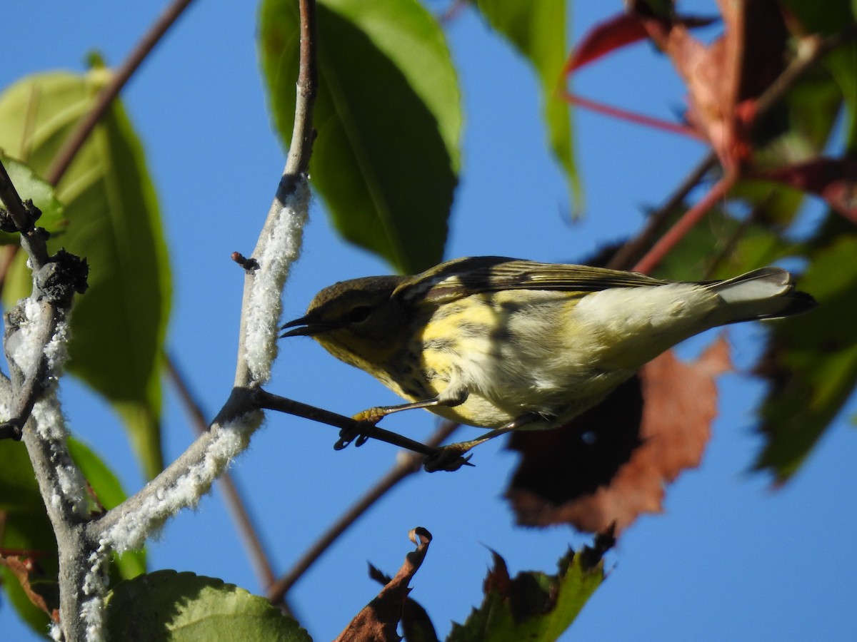 Cape May Warbler - Zach Schwartz-Weinstein