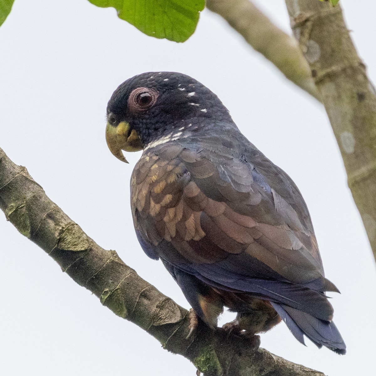 Bronze-winged Parrot - ML358626401