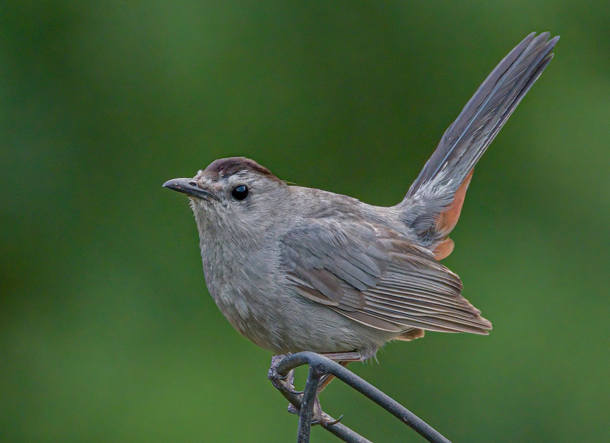 Gray Catbird - ML358627661