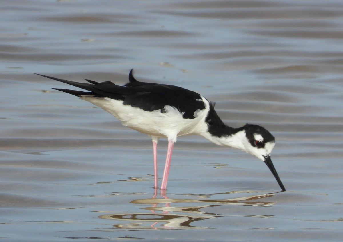 Black-necked Stilt - ML358627751