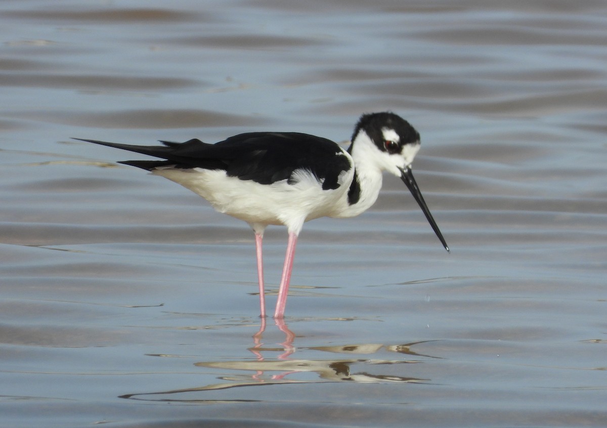 Black-necked Stilt - Pam Rasmussen