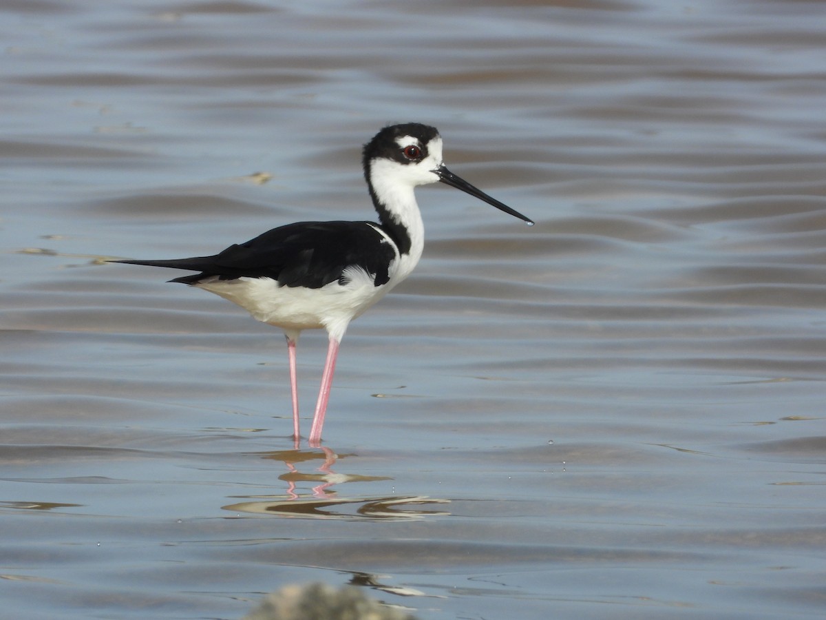 Black-necked Stilt - ML358627771