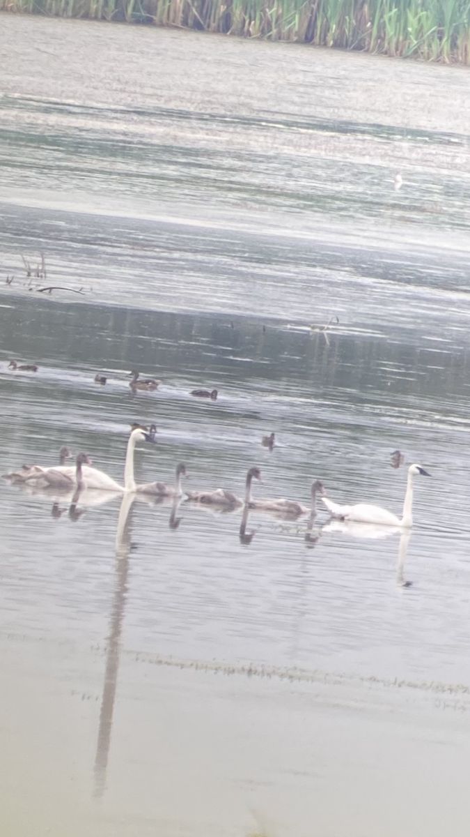 Trumpeter Swan - al mottishaw