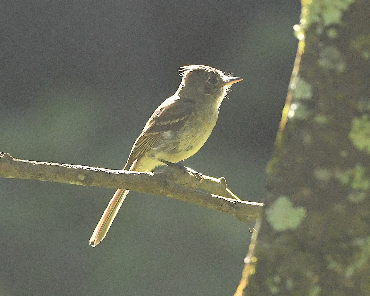 Pileated Flycatcher - Ted Wolff