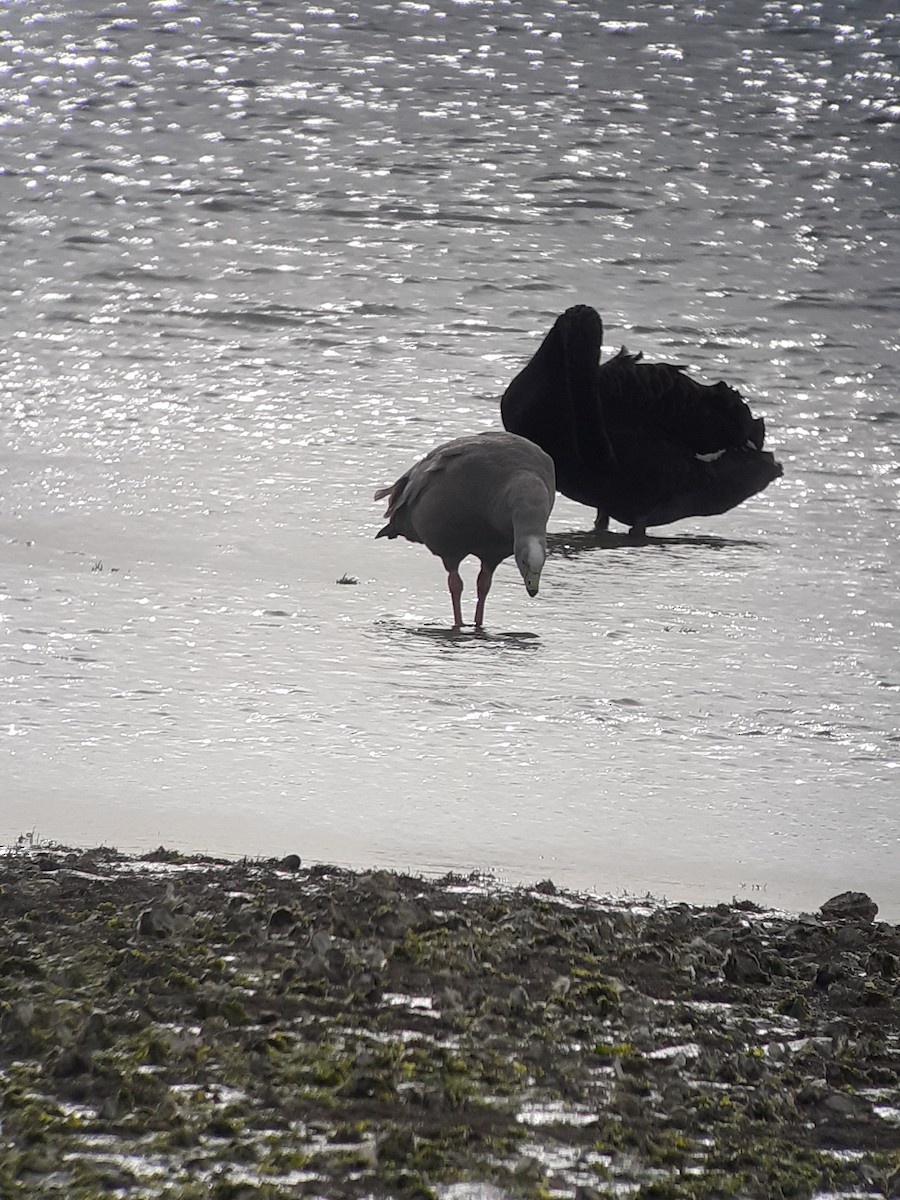 Cape Barren Goose - ML358630331