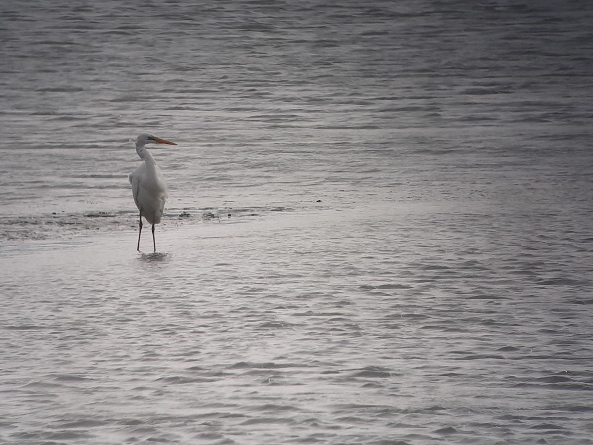 Great Egret - ML358630501