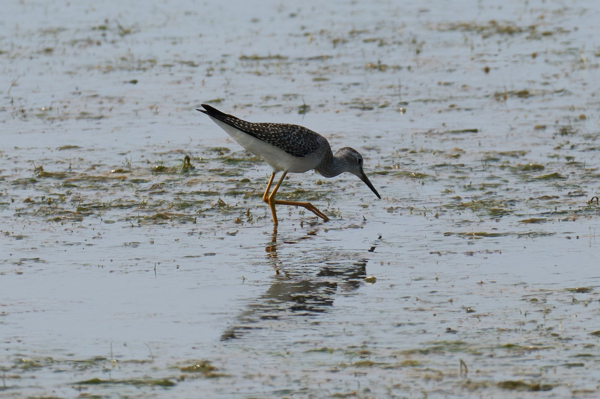 Lesser Yellowlegs - ML358631381