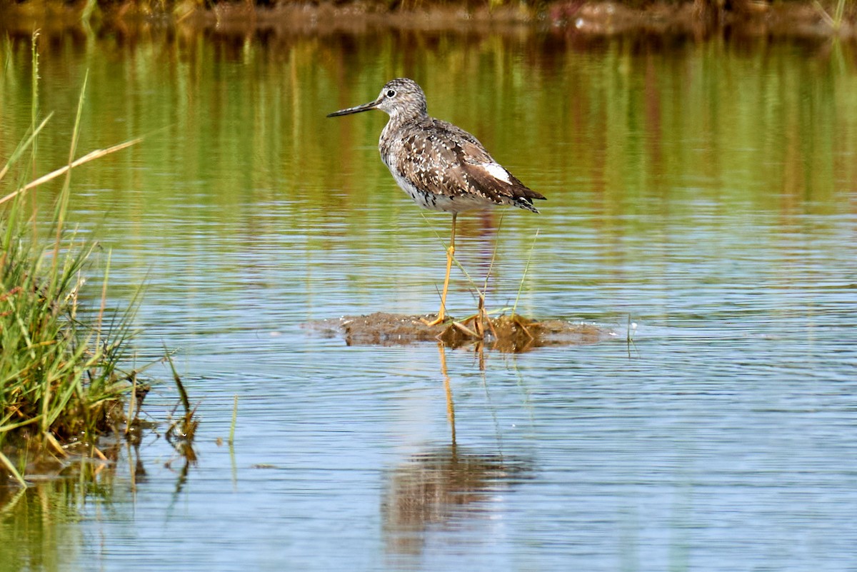 Greater Yellowlegs - ML358631481