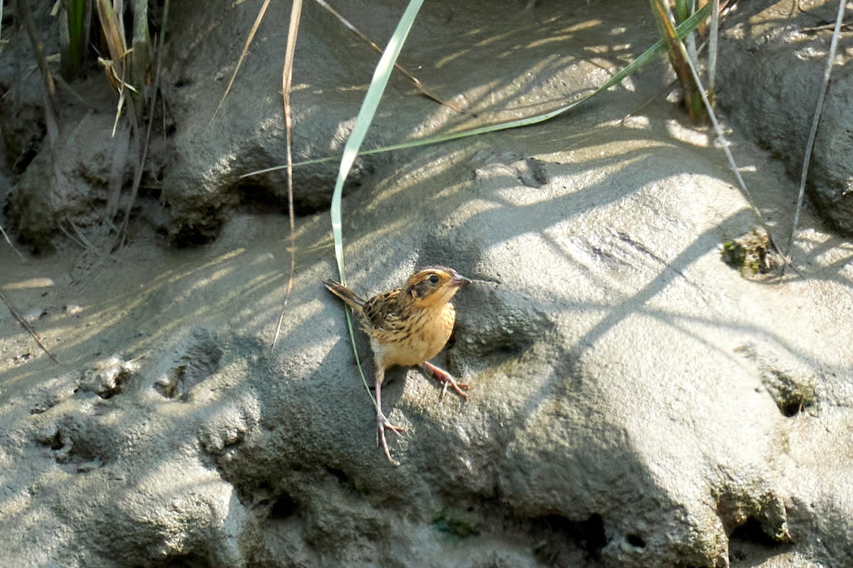 Saltmarsh Sparrow - ML358631511
