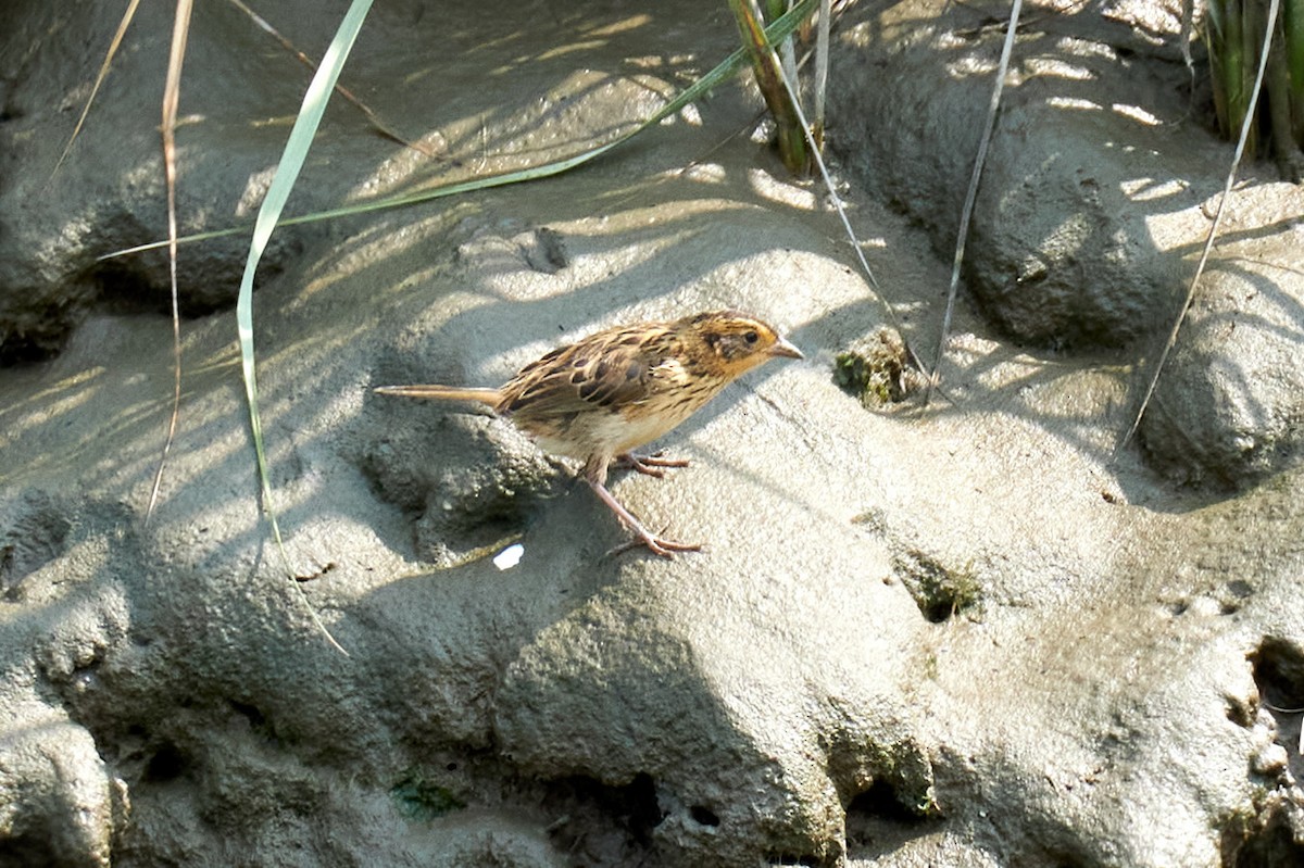 Saltmarsh Sparrow - ML358631591
