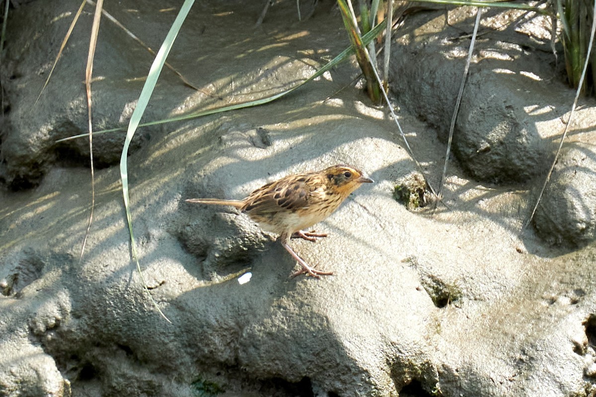 Saltmarsh Sparrow - ML358631911