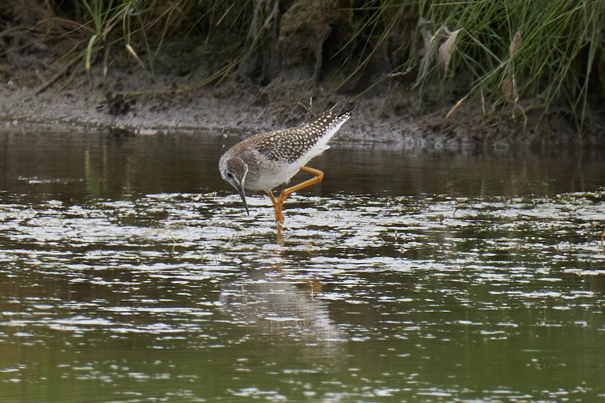 Lesser Yellowlegs - ML358632151