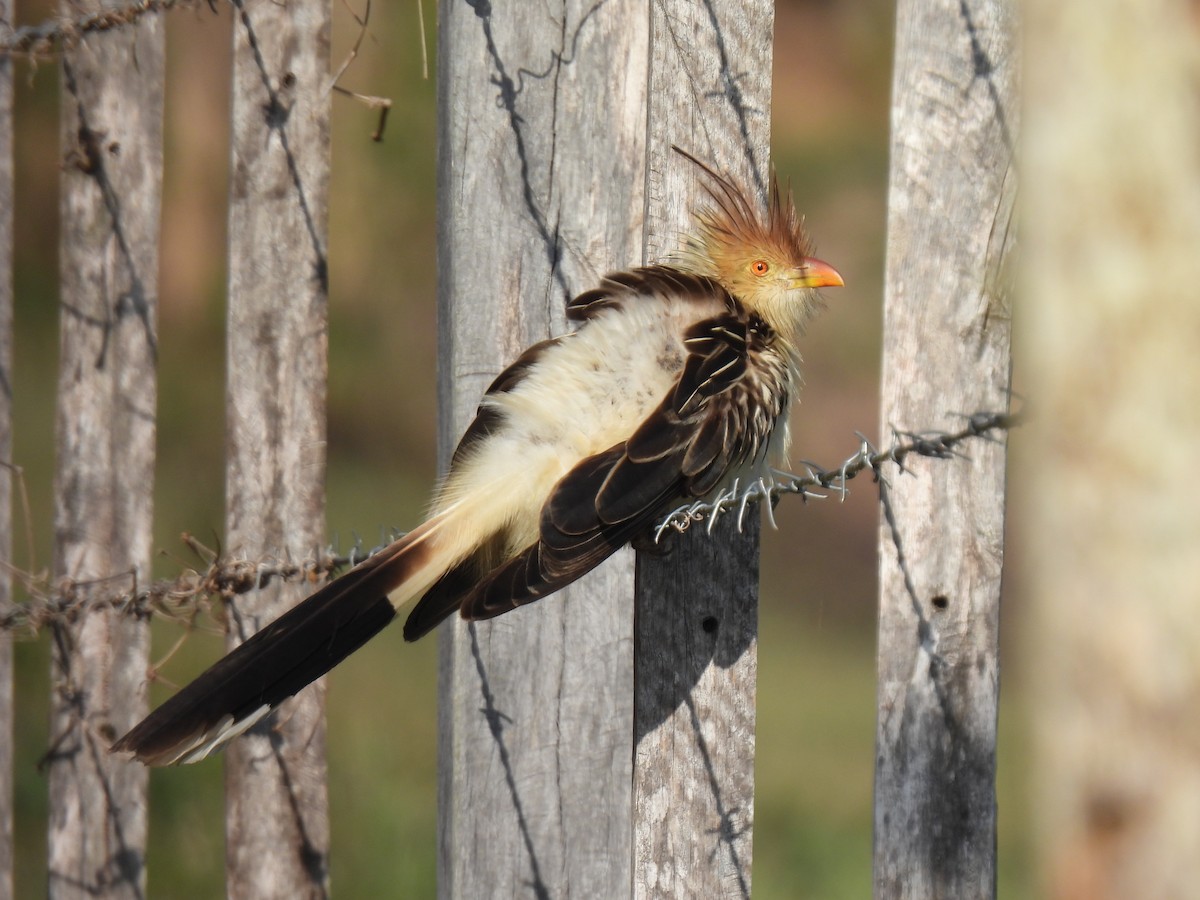 Guira Cuckoo - ML358632171