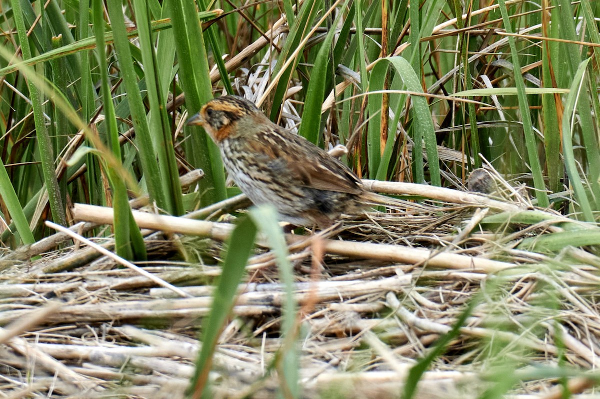 Saltmarsh Sparrow - ML358632231