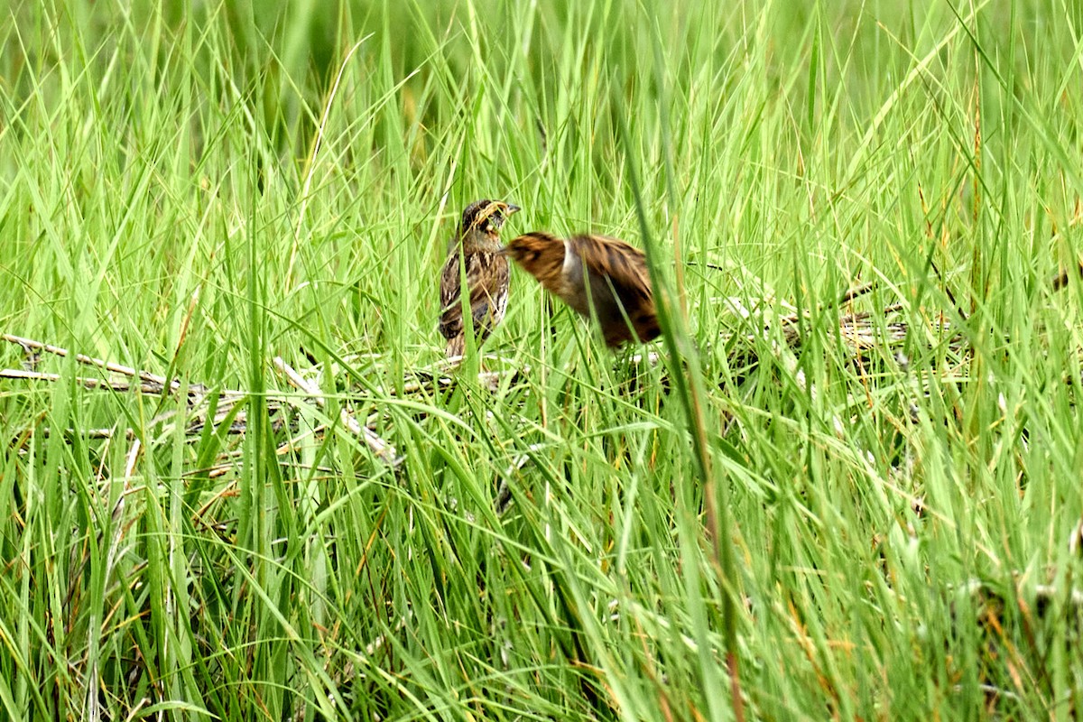 Saltmarsh Sparrow - ML358632251
