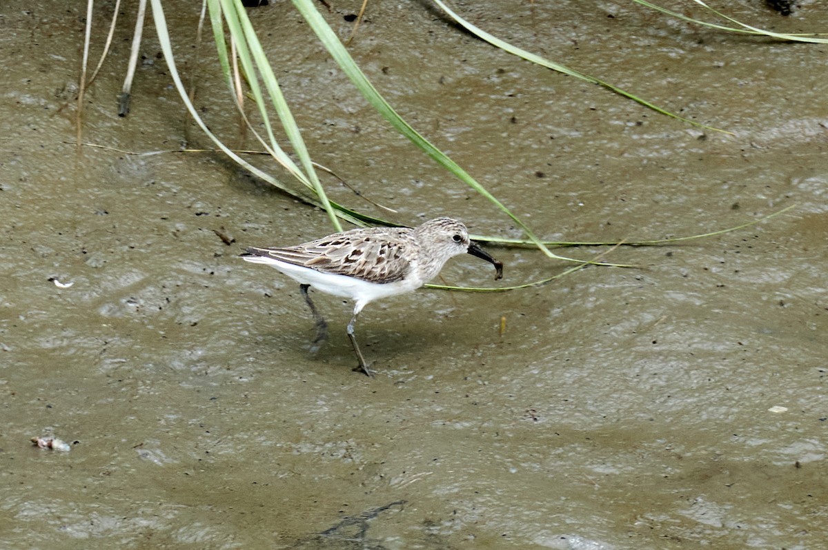 Semipalmated Sandpiper - ML358632471