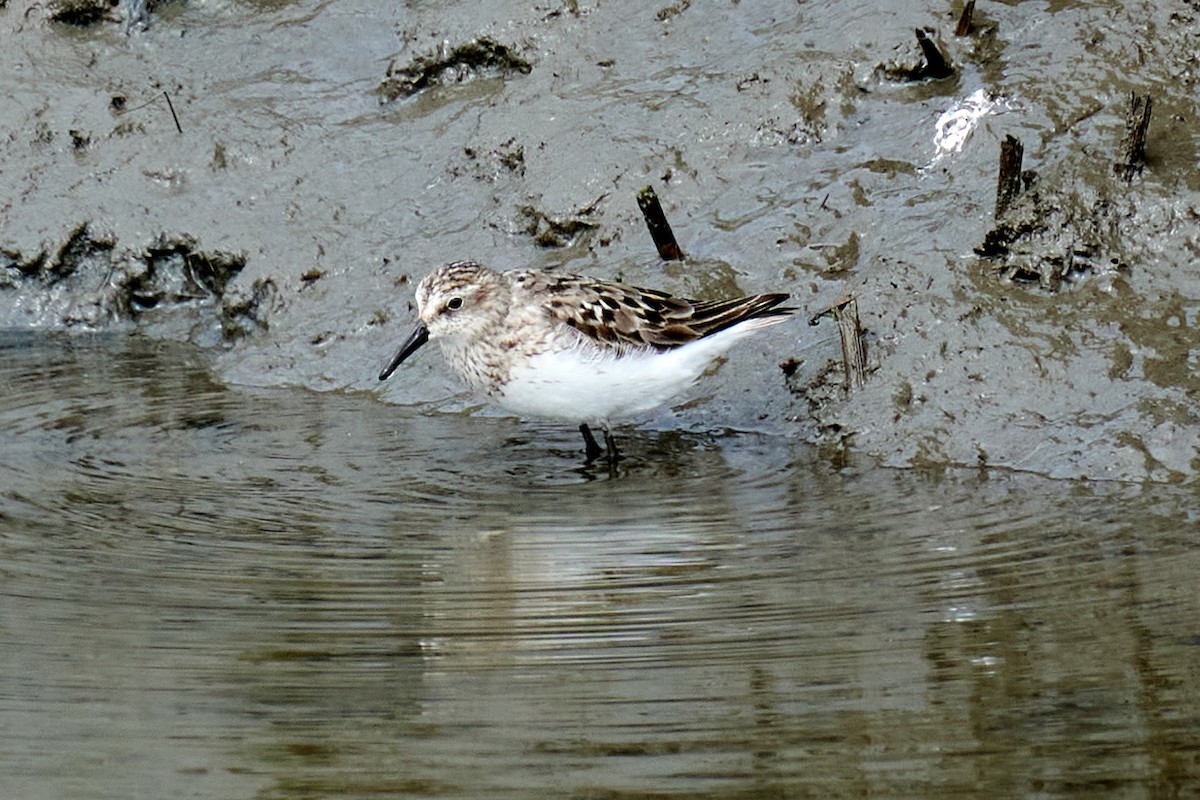 Semipalmated Sandpiper - ML358632561