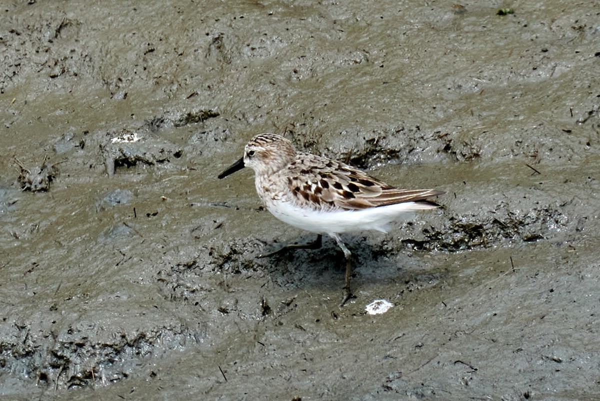 Semipalmated Sandpiper - ML358632571