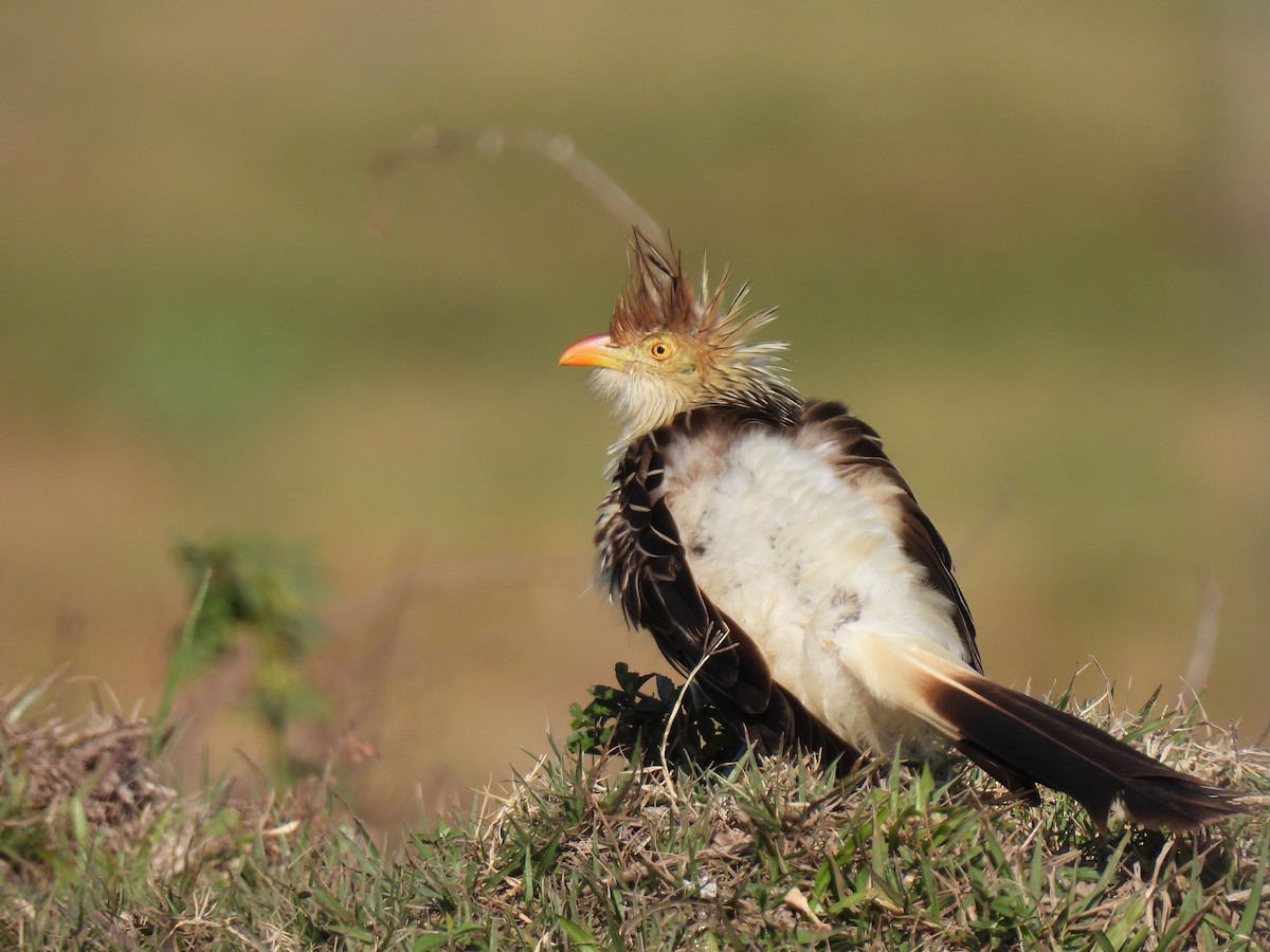 Guira Cuckoo - ML358633031