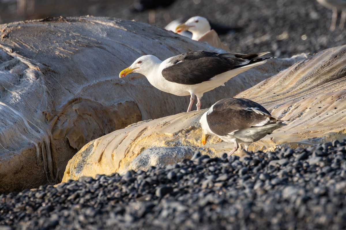 Great Black-backed Gull - Frédérick Lelièvre