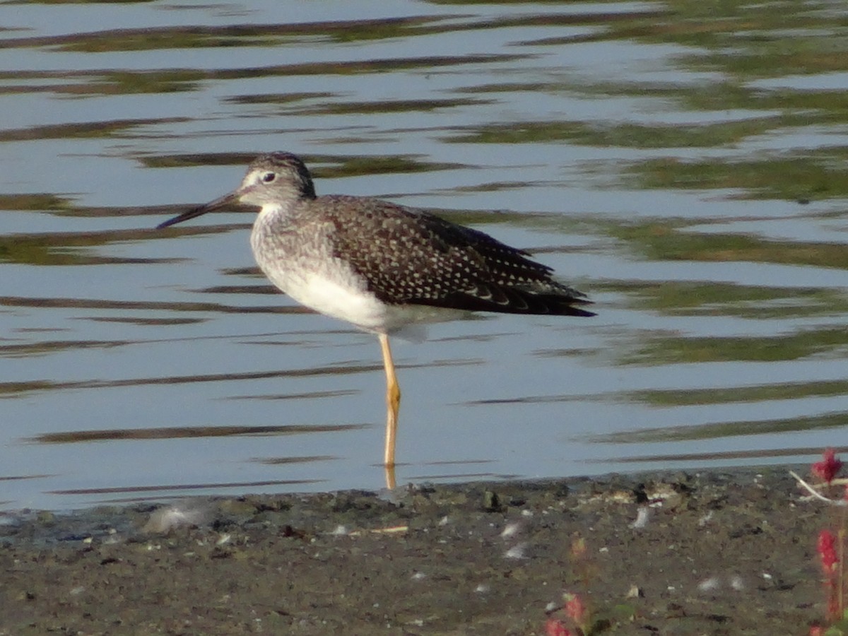 Greater Yellowlegs - ML358633851