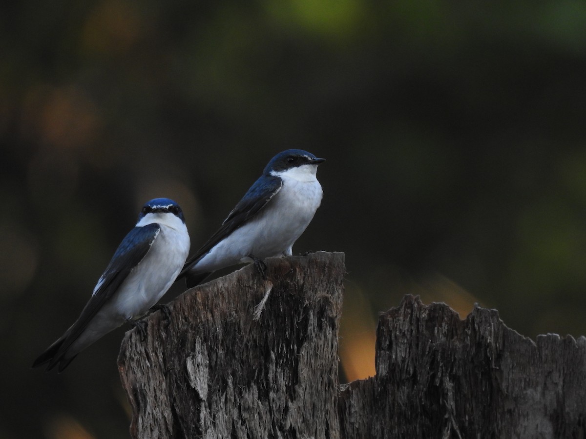 Mangrove Swallow - ML358634131